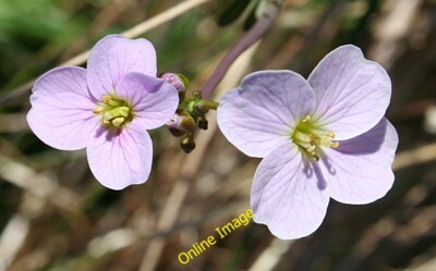 Foto 6x4 Kuckucksblume (Cardamine pratensis) Cleadale auch bekannt als Dame c2014
