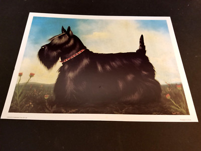 Scottish Terrier Scottie Dog Portrait print USA 15x11 art poster Paul Stagg