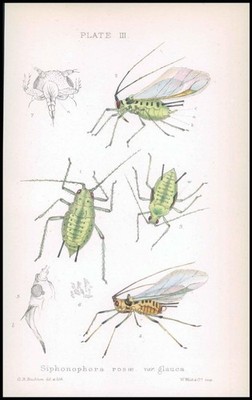 1881 Lithograph APHID Insects Beetle SIPHONOPHORA ROSAE Var. Glauca Pupa (BA61)