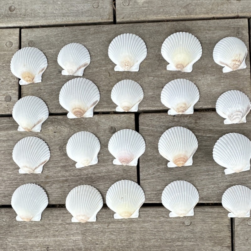 20 White Scallop Shells Collectible Natural Sea Shells Lot