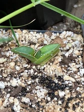 Agave victoria-reginae, Rare Succulent Desert Plant, Seed-grown