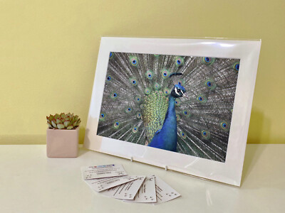 Kunstdruck Bild Bild Foto Fotografie - Pfau Vogel | Natur | Tierwelt