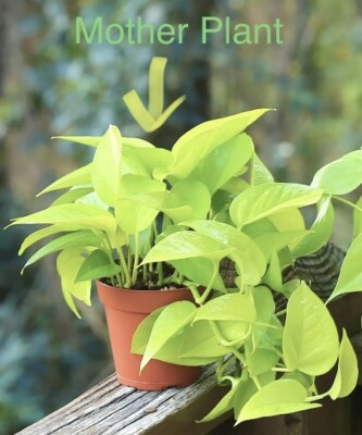 Pothos Lemon Lime/Neon 2~3 Cuttings Devil's Ivy Indoor Houseplant total 3  Leaves | eBay