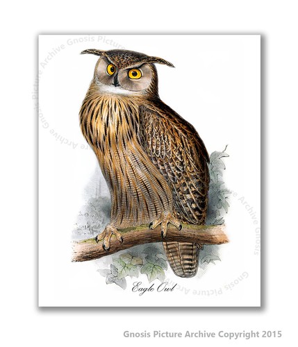 Owl Nursery wall art Set of 4 Unframed art Nursery Decor Owl Baby Room Decor - Picture 5 of 7