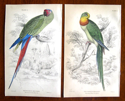 2 Edward Lear Original Antique Hand Colored Parrot Engravings: Edinburgh 1836