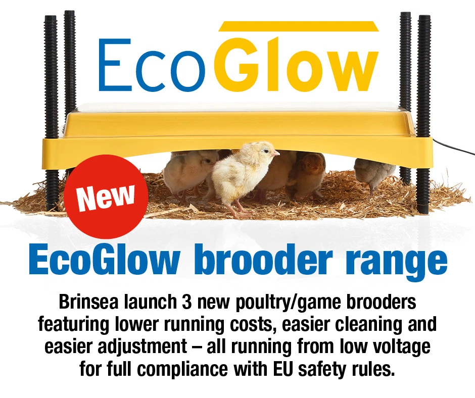 Brinsea EcoGlow 1200 Chick Brooder (Poultry, Chickens, Hens) (WITH FREE  COVER) | eBay