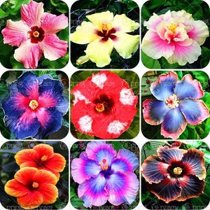 100pcs Bag Giant Hibiscus Flower Cheap Flower Hibiscus Seeds Bonsai Tree Best Gi Ebay