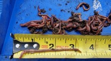 3 Dozen Red Wigglers Worms 1.5"-3" Pet Food Fishing Compost Bait