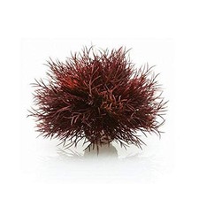 Sea Lily Crimson 1 Count Pack of 1