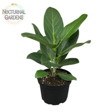 Audrey' Ficus Tree Live Foliage Indoor Houseplant 6 In. Grower Pot