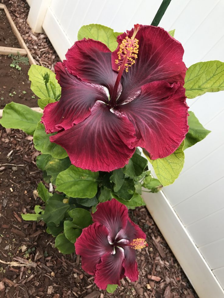 Hibiscus Rosa Sinensis Hybrids Hibiscus × Rosa Sinensis L. | Plants