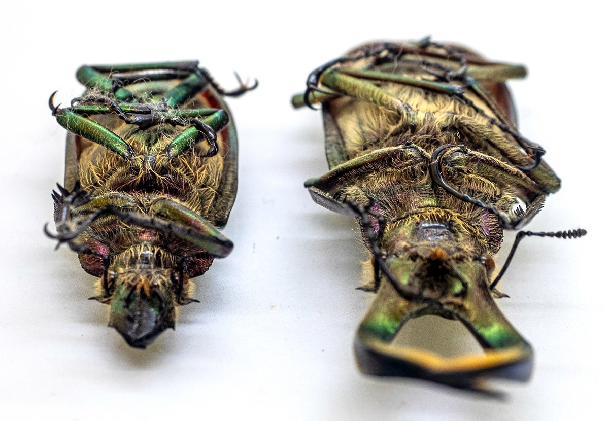 標本 Peru Aegognathus soulai 20mm 標本 Peru Aegognathus soulai 20mm Lucanidae - Stag Beetle