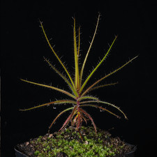 Roridula gorgonias - 2.5" pot - Carnivore
