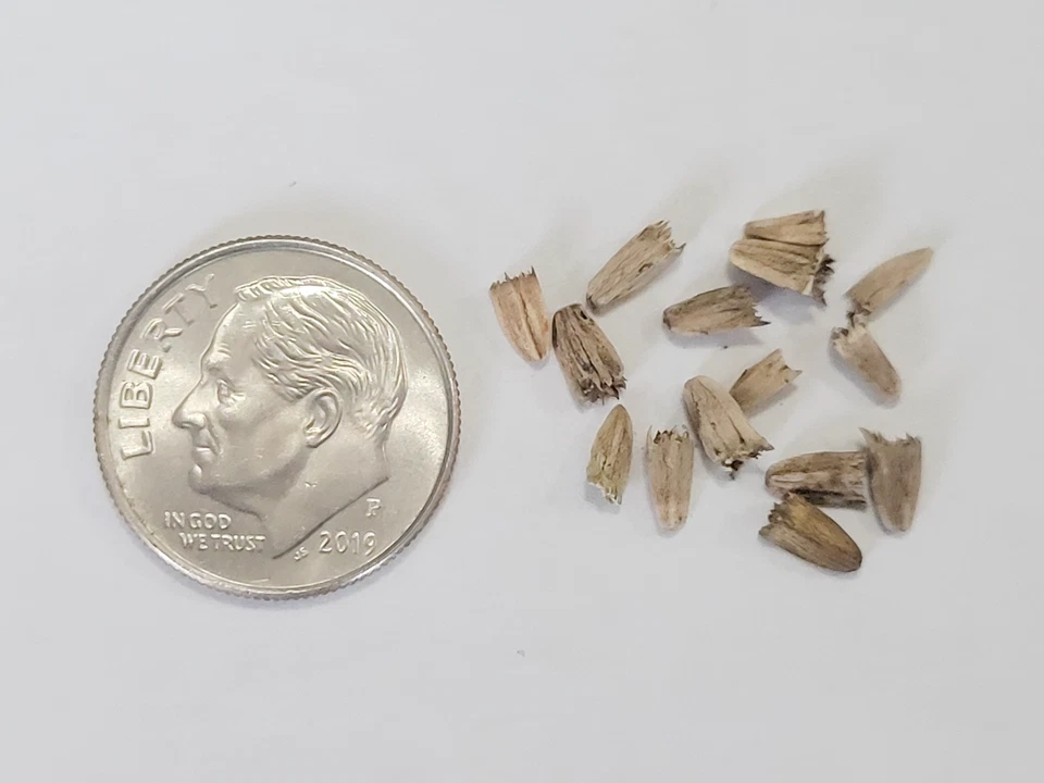 Echinacea Seeds - Purple Coneflower Echinacea purpurea - Perennial Flower Seeds - Image 2 of 4