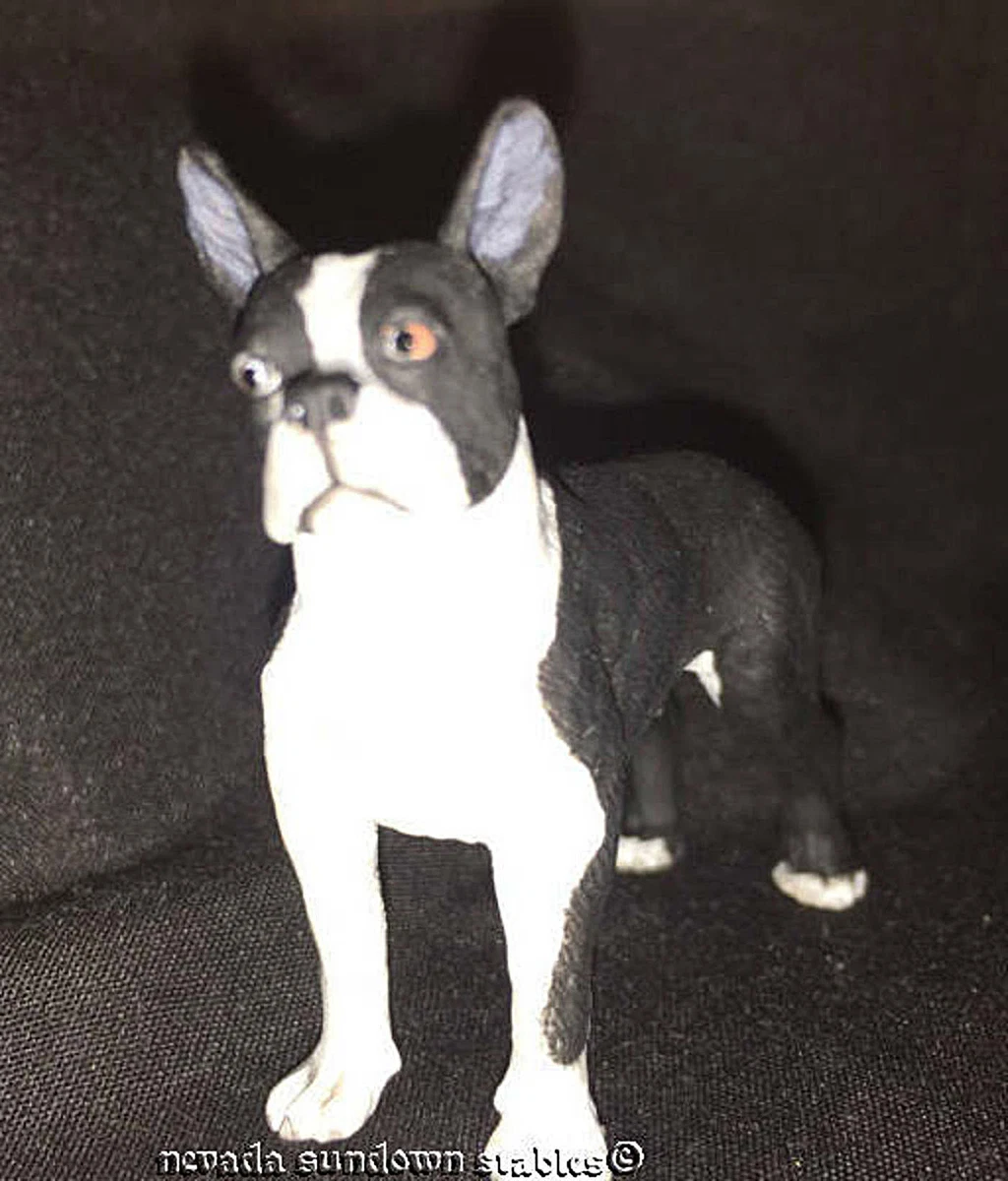 Boston terrier best in hot sale show