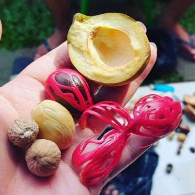 Nutmeg Seedss Pala (Myristica Fragrans) 25+ Seedss
