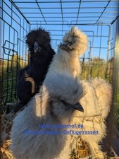 12 uova da cova galline di seta nane in scatola speciale polli
