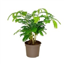 Tamarindus Indica 'Sensitive Plant' Established, Indoor / House Plant, 13cm