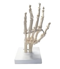  Life Size Human Hand Skeleton Model on Base Articulated PVC 
