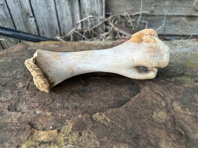 cow leg bone from Jersey cow. Naturally sun bleached. 