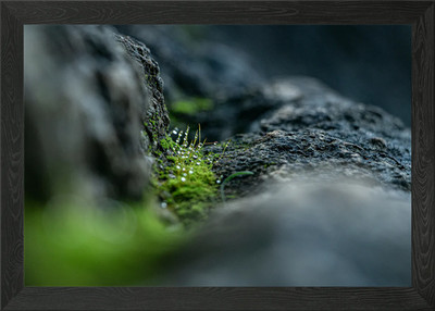 Moos und Tautropfen Gerahmtes Wandbild Poster Leinwanddruck Bild