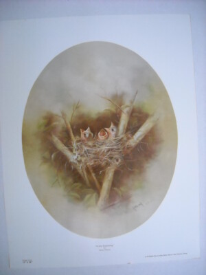 Betty Allison In the Beginning Baby Bird Nest Art Print