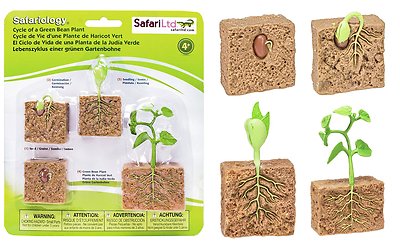 Life Cycle of a Green Bean by Safari Ltd/ 662416