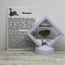 Mosasaur Extinct Dinosaur Age Marine Reptile Bone Fossil in Case