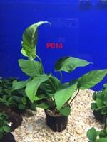 Exotic Live Aquatic Plant Anubias Barteri Stripe Potted P014 Exotic Live Aquatic Plant Anubias Barteri Stripe Potted P014