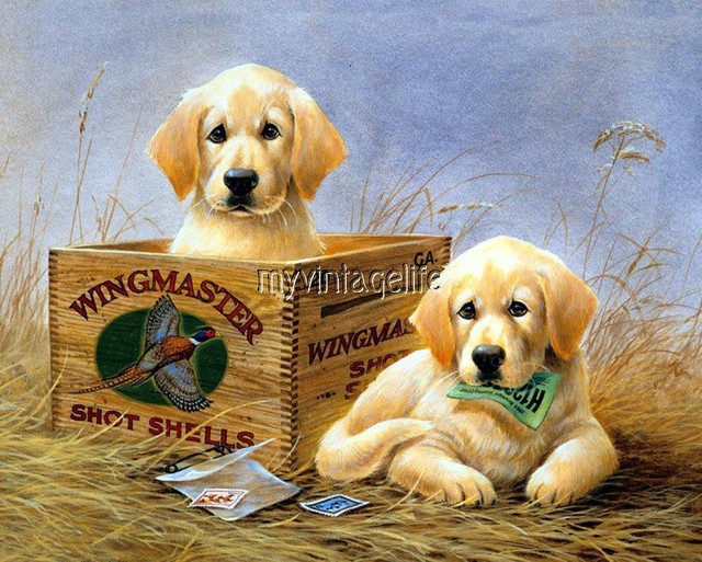 ebay golden retriever puppies for sale