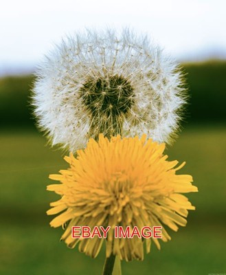 FOTO PUSTEBLUME UHR (2)