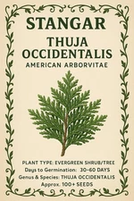 50+ THUJA TREE SEEDS (Thuja occidentalis) White Cedar Arborvitae Hedge Row FAST