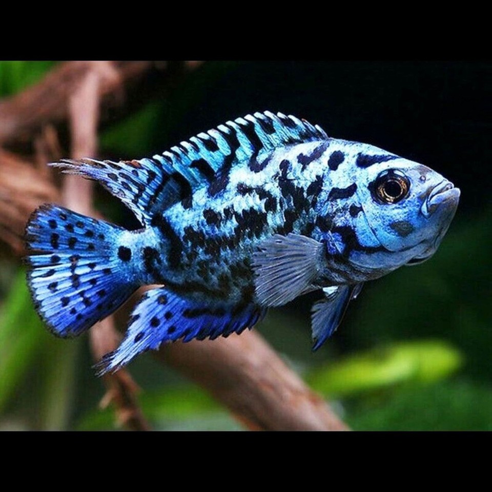 4 Electric Blue Jack Dempsey Cichlid 1-2
