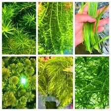 Aquarium Plants Bundle Live Freshwater Stem Plant Combo 6 Types Buy 2 Get 1 Free
