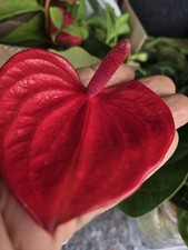 Anthurium Brite Pink Blooms Plant