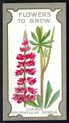 LEA - BLUMEN ZUM WACHSEN, DIE BESTEN STAUDEN - #2 DIE ROSA LUPINE