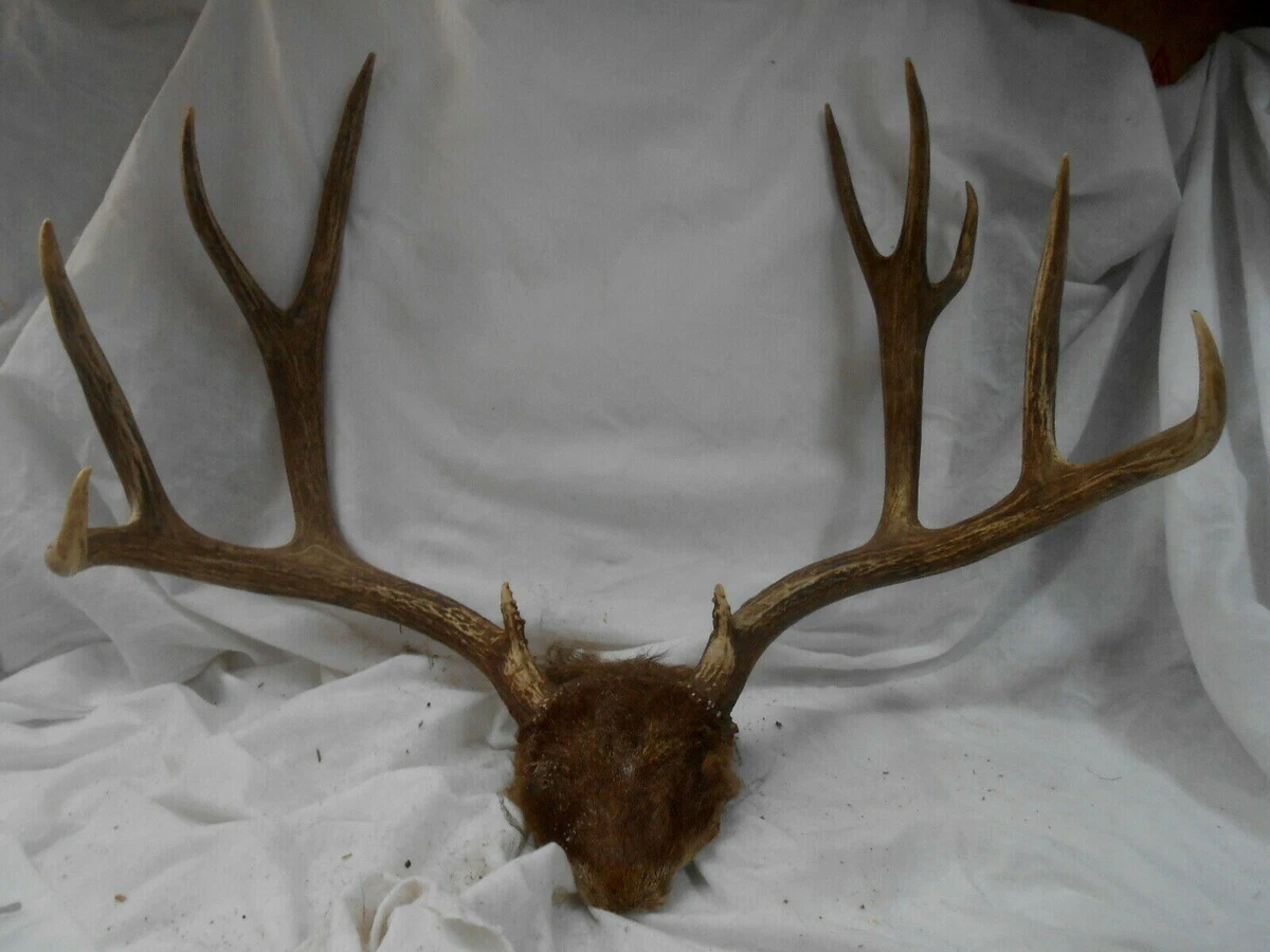 Deer rack best sale
