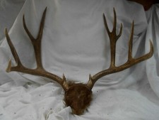 27 2/8 WIDE 6x5 Rocky Mountain 182-1" MULE DEER RACK antlers whitetail elk mount