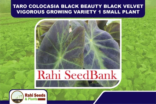 Taro Colocasia Black Beauty Black Velvet Vigorous Growing Variety 1 Small Plant