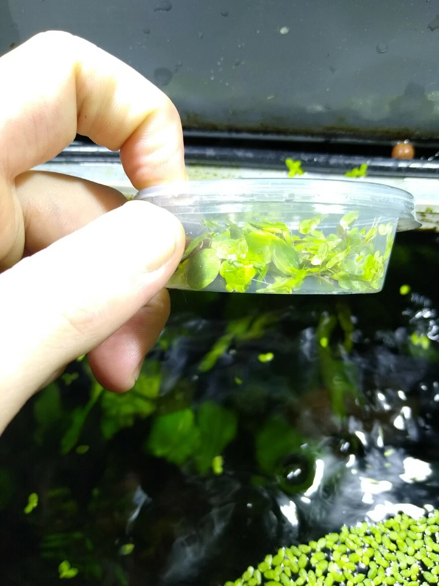 Common Duckweed Green ( Lemna Minor L. ) Floating On Water In The Pond
