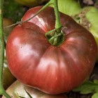 144 TOMATO HEIRLOOM CHEROKEE PURPLE Live Plants Plugs Garden Home Planters AV