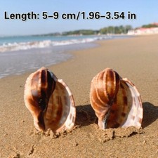 Majeur Harpe Naturel Mer Conque Coquillages Aquarium Poisson Décor Home Ornement