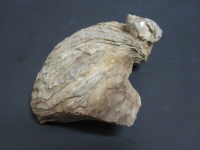 貝殻×70個 Fossilized Oyster Shell – 4