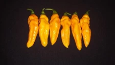 50+ Yellow Datil Hot Pepper Seeds Heirloom  Prolific  No Pesticides