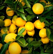 LIVE PLANTS LEMON TREES 1FT. EDIBLE CITRUS FRUIT STARTER SEEDLING SAPLING