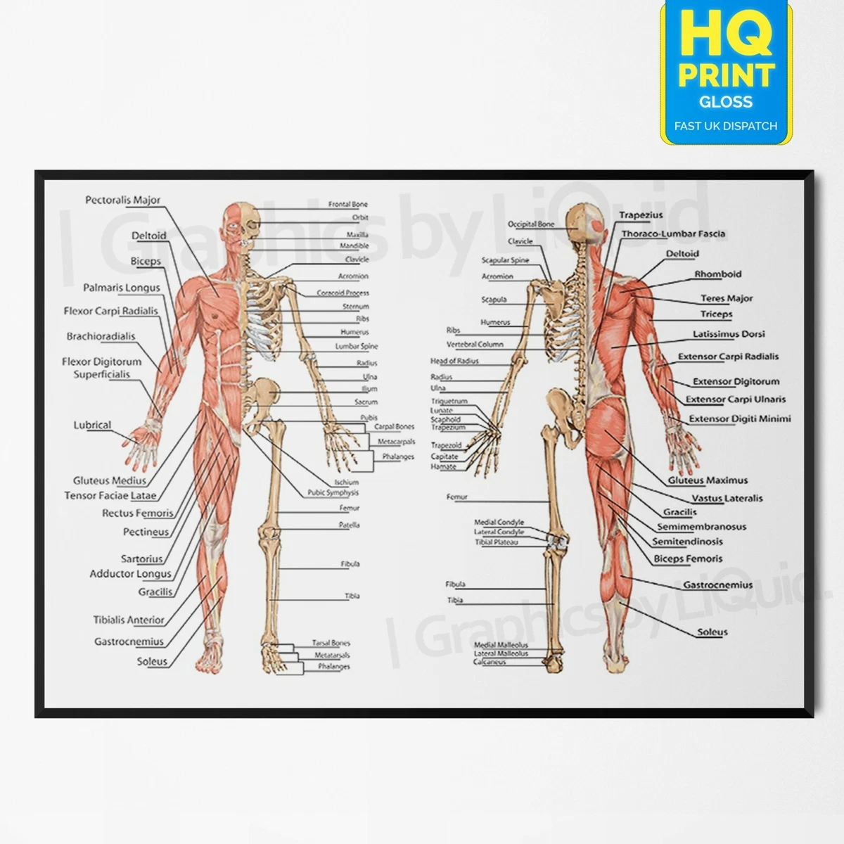 Anatomy Of The Muscular System Laminated Wall Chart With, 48 OFF