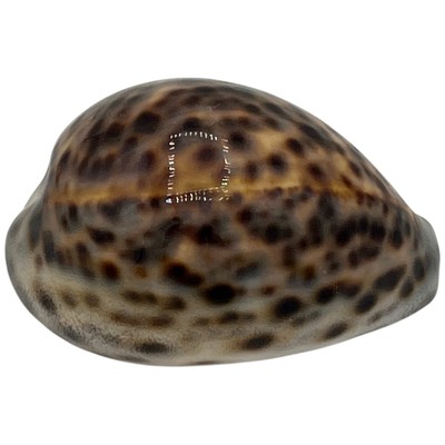 TIGER COWRIE Seashell Cypraea Tigris Crafts Beach Ocean Aquarium Decor Light