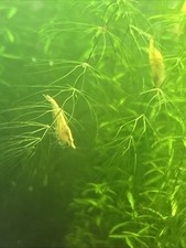 Live 50 10 Yellow Shrimp Freshwater Home Bred Great With Snails