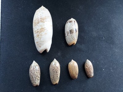#1961d Lot of 6 different type Olividae Oliva, approx. 23-60mm Sea Snail shells