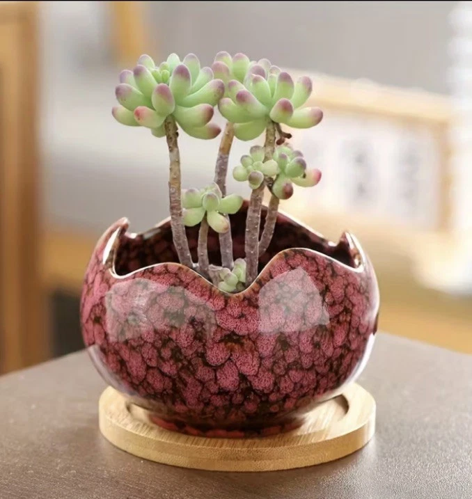 Stilvoller Keramik Topf mit Holzuntersetzer Blumentopf - Bild 2 von 3